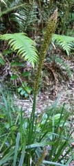 Carex phleoides