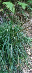 Carex phleoides