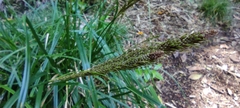 Carex phleoides