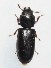 Tenebroides corticalis
