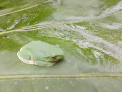 Zhangixalus taipeianus