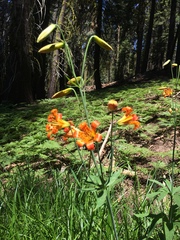 Lilium parvum