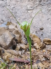 Pterostylis decurva