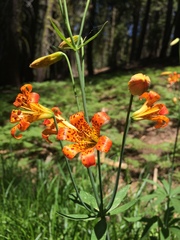 Lilium parvum