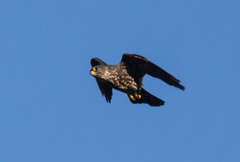 Falco columbarius suckleyi