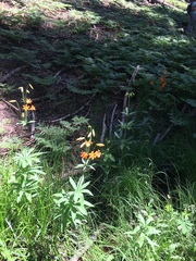 Lilium parvum