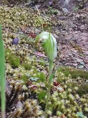Pterostylis decurva