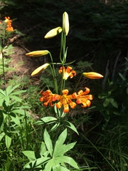 Lilium parvum