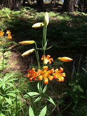 Lilium parvum