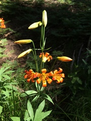 Lilium parvum