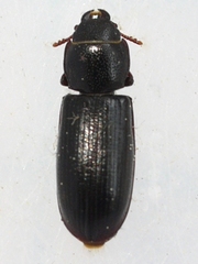 Tenebroides corticalis