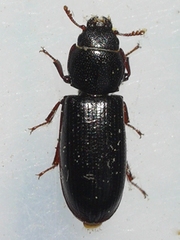 Tenebroides corticalis
