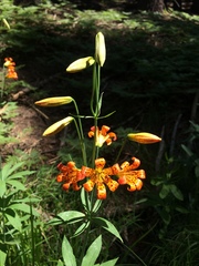 Lilium parvum