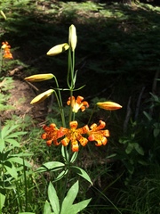 Lilium parvum