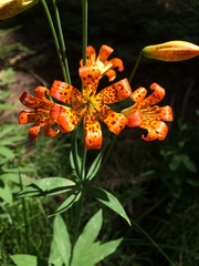 Lilium parvum