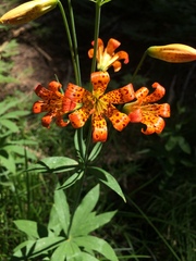Lilium parvum