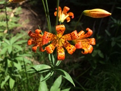 Lilium parvum