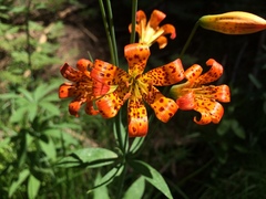 Lilium parvum