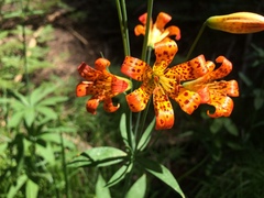 Lilium parvum