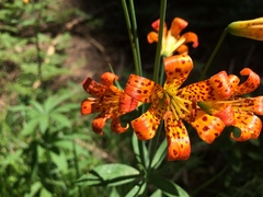 Lilium parvum