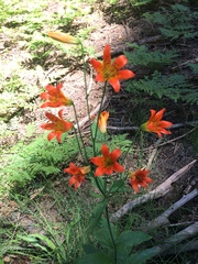 Lilium parvum