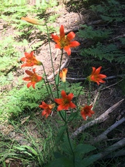 Lilium parvum