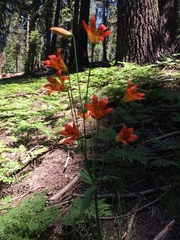 Lilium parvum