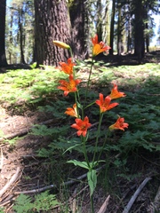 Lilium parvum