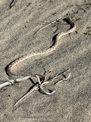 Phyllorhynchus decurtatus