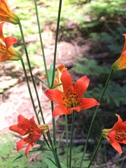 Lilium parvum