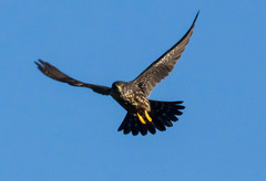 Falco columbarius suckleyi