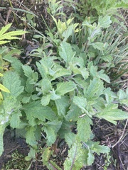 Verbena lasiostachys