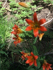 Lilium parvum