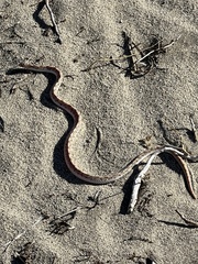 Phyllorhynchus decurtatus