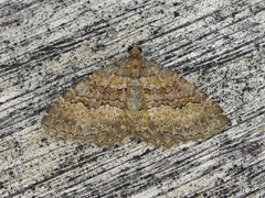 Chrysolarentia bichromata