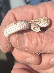 Phyllorhynchus decurtatus