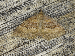 Chrysolarentia bichromata