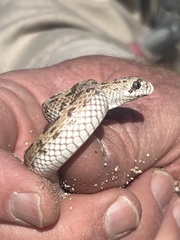 Phyllorhynchus decurtatus