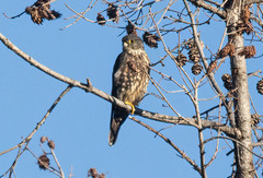 Falco columbarius suckleyi