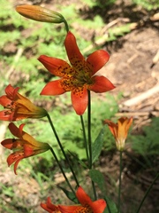 Lilium parvum