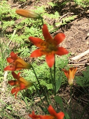 Lilium parvum