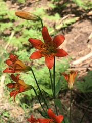 Lilium parvum