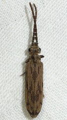 Tenomerga cinerea