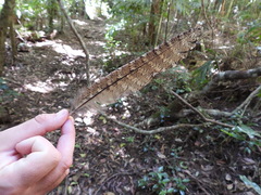 Podargus strigoides