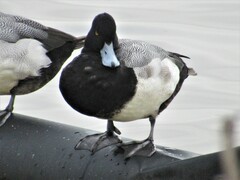 Aythya affinis