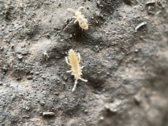 Entomobryidae