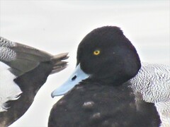 Aythya affinis