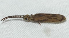 Tenomerga cinerea