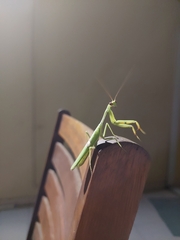 Stagmatoptera hyaloptera