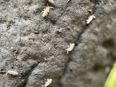 Entomobryidae